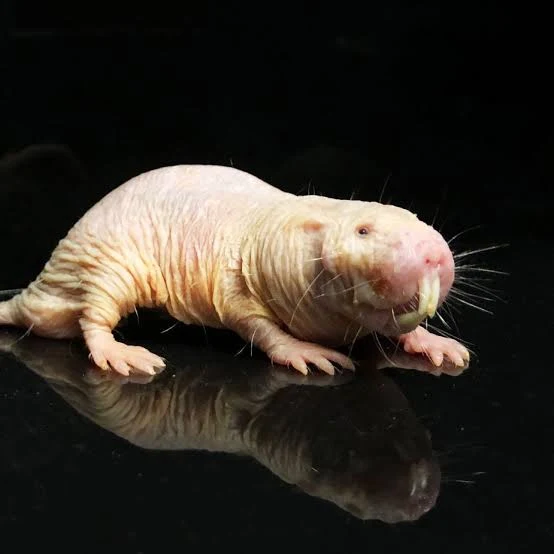Eternal Molerat screenshot